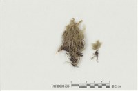 藏品(臺灣雉尾苔)的圖片